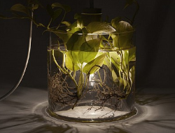 环保的花瓶植物灯