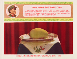 毛泽东的芒果狂热