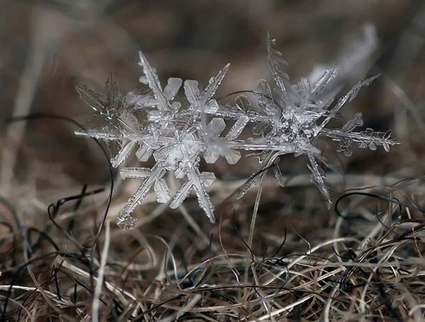 Andrew Osokin微距攝影：精美的雪花