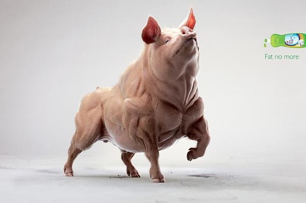 創意廣告：Fat No More