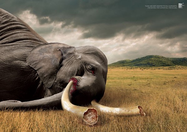 泰国野生动物基金会平面广告