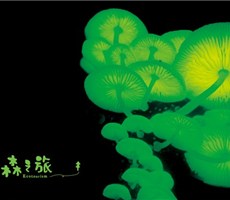 森之旅 台湾屏東水蛙窟视觉设计