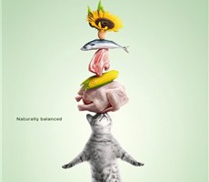 动物们也需要营养均衡-宠物食品海报