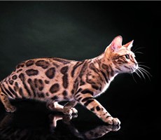 亚洲猫科动物：豹猫