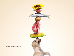 自然平衡——宠物粮食海报宣传