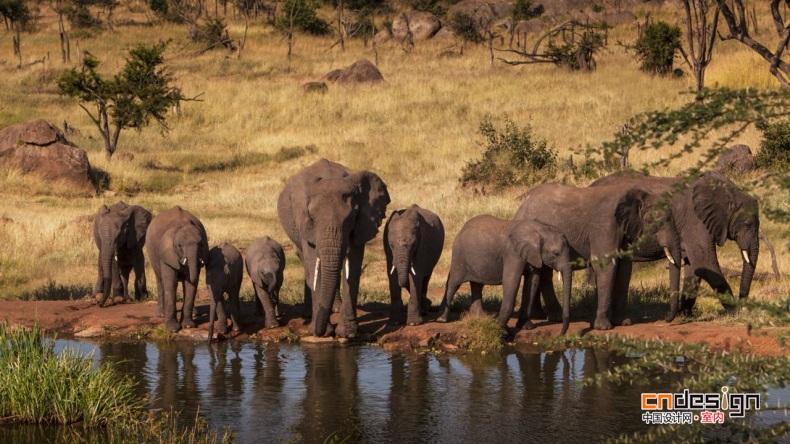 坦桑尼亞塞倫蓋蒂四季酒店 Four Seasons Safari Lodge Serengeti