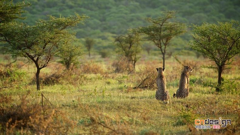 南非泰達(dá)私人野生動物保護區(qū)酒店 Thanda Private Game Reserve