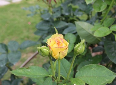 树桩玫瑰 玫瑰花 月季 月季花