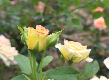 树桩玫瑰 玫瑰花