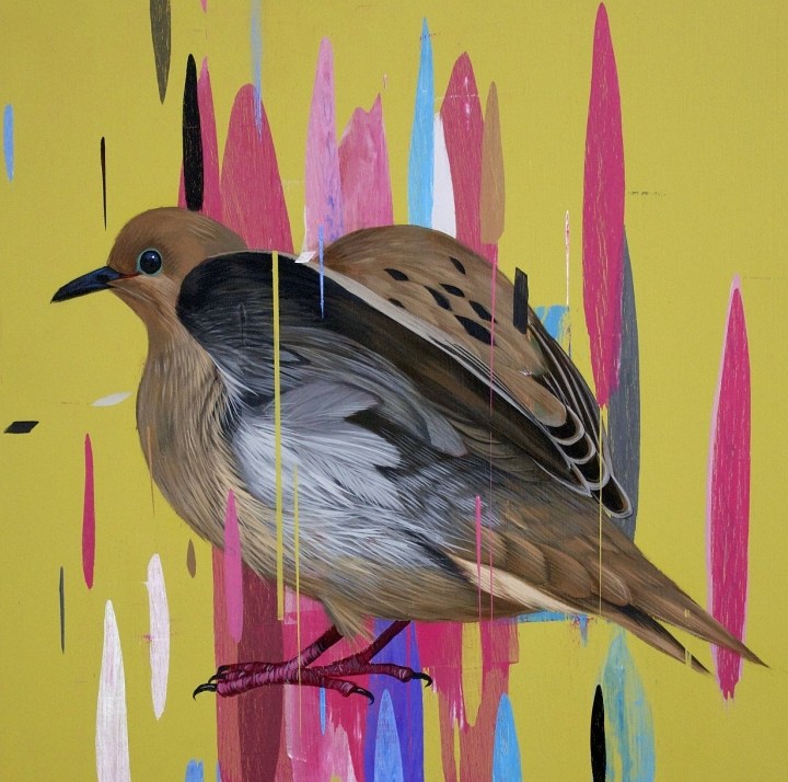 Frank Gonzales丰富多彩的鸟类插画作品欣赏