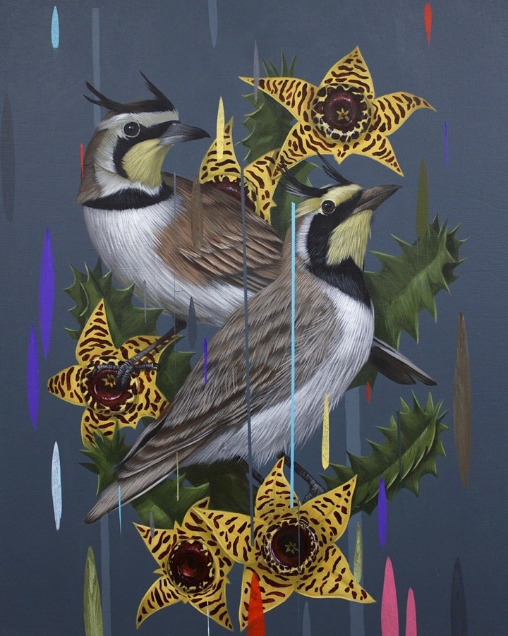 Frank Gonzales丰富多彩的鸟类插画作品欣赏