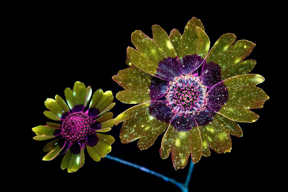 荧光花朵，现实又奇妙