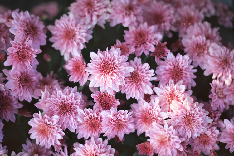 繁花记忆