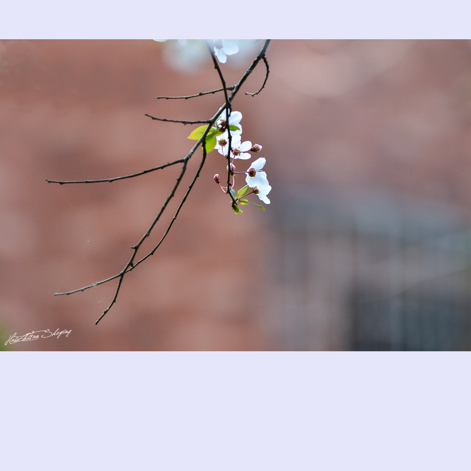 春日李花輯