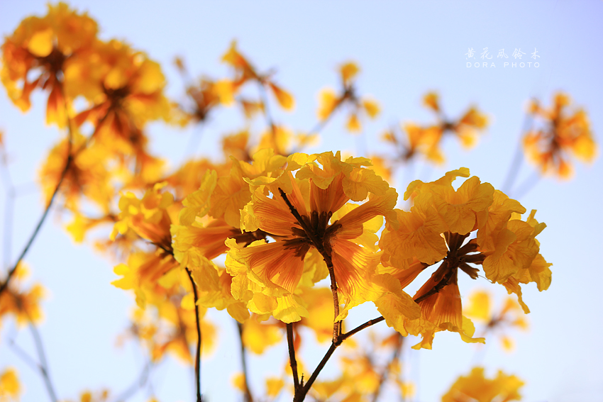 陌上花开