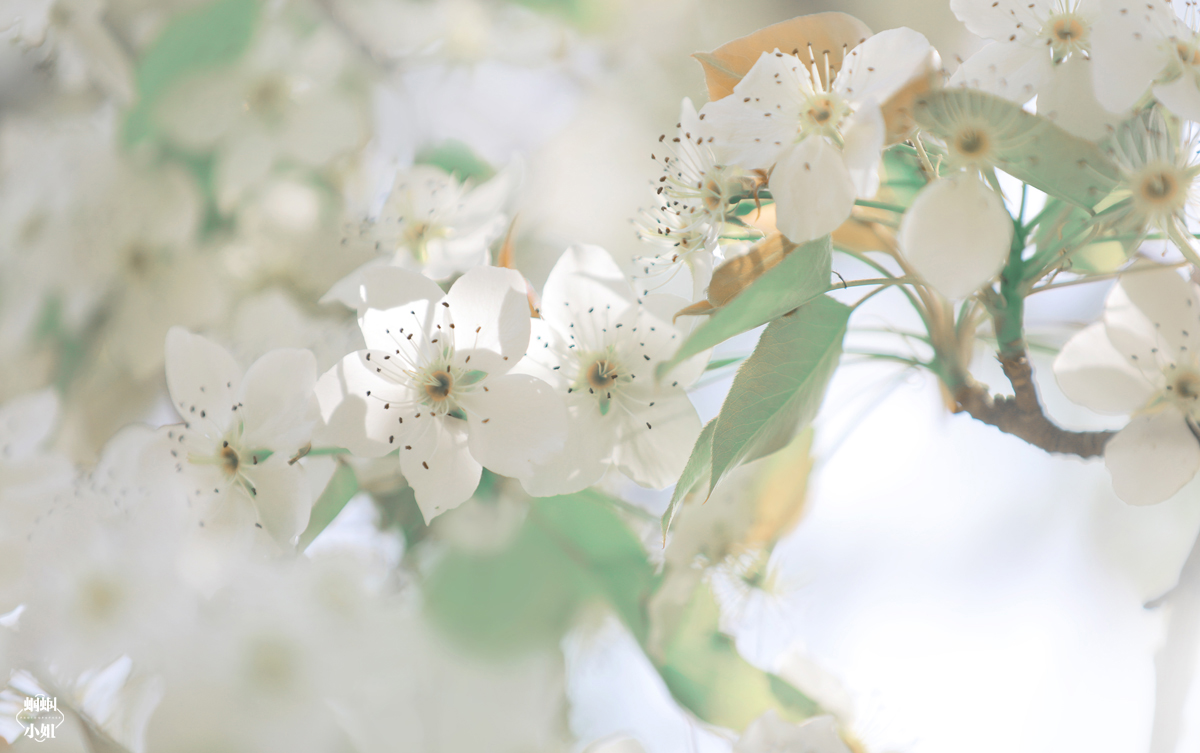 The blossom—人像摄影