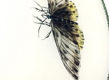 草虫-蛾