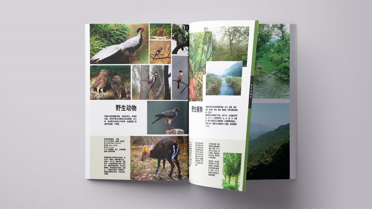 心族-黄山茶林场规划项目品牌视觉设计