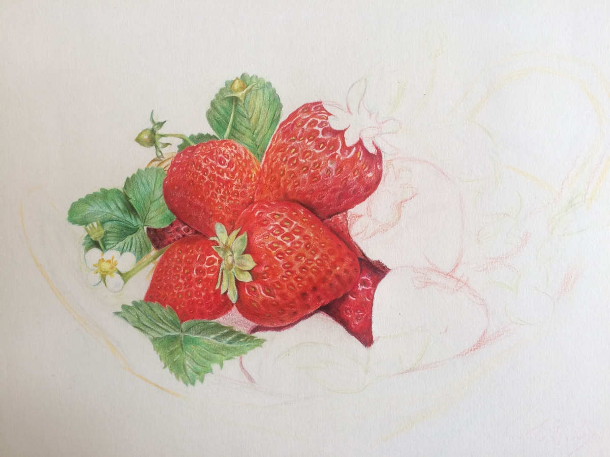 写实彩铅画：《草莓》