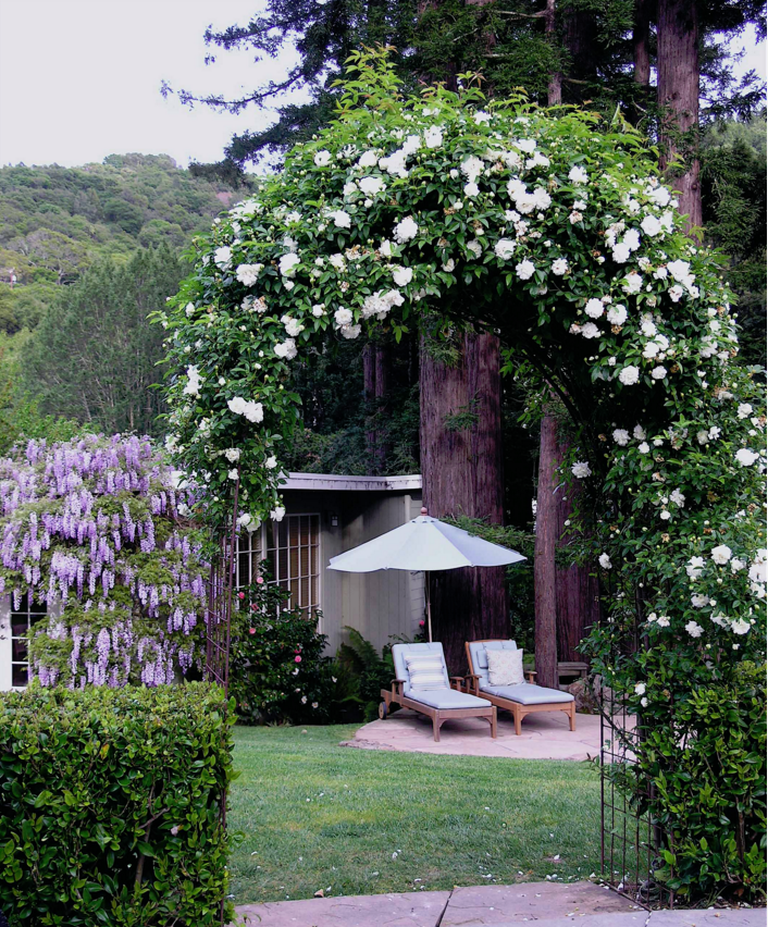 庭院设计|令人憧憬的蔷薇庭园