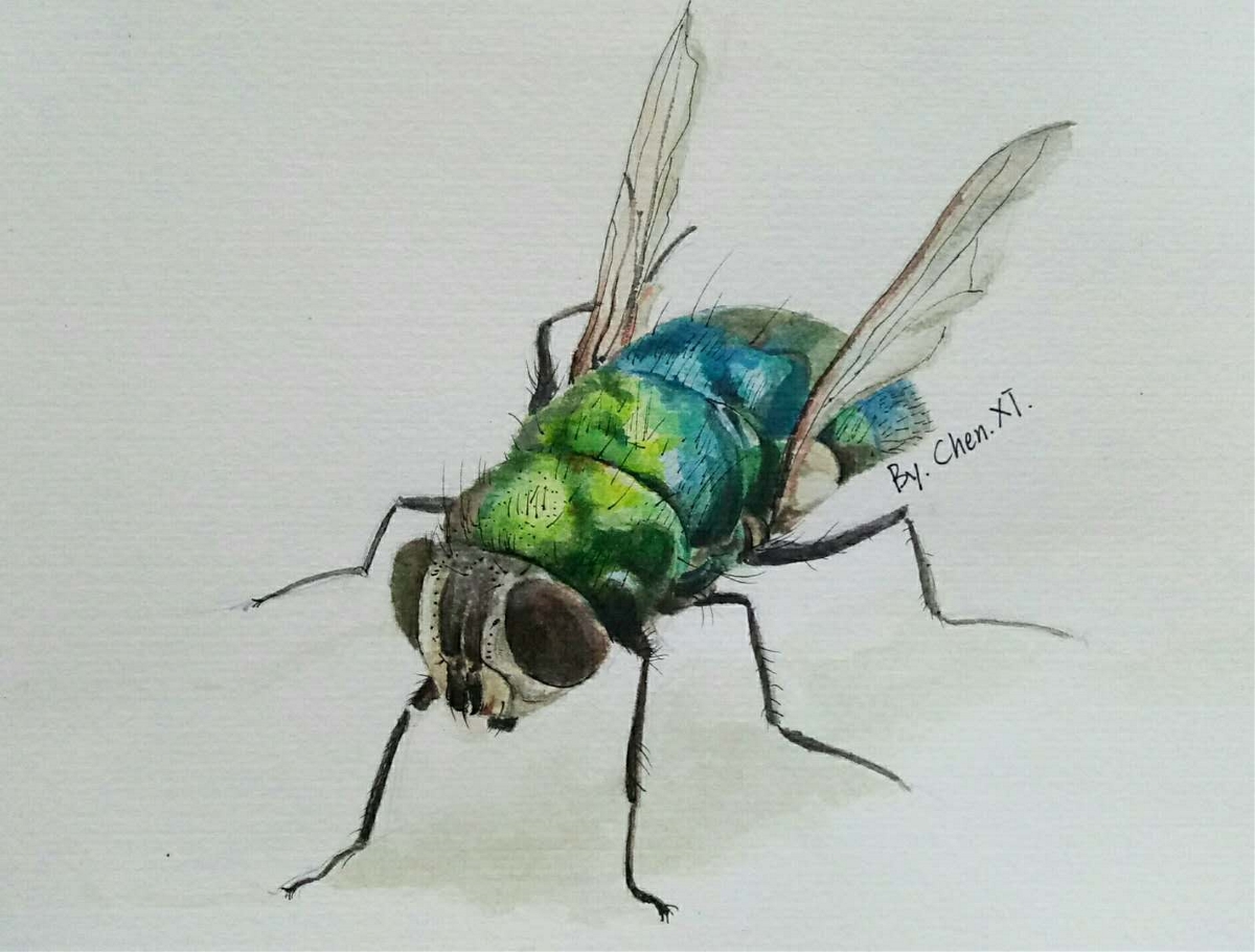 昆虫插画