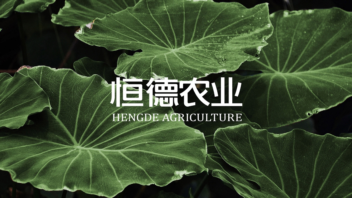 山东恒德农业品牌标志包装设计-山东太歌文化创意