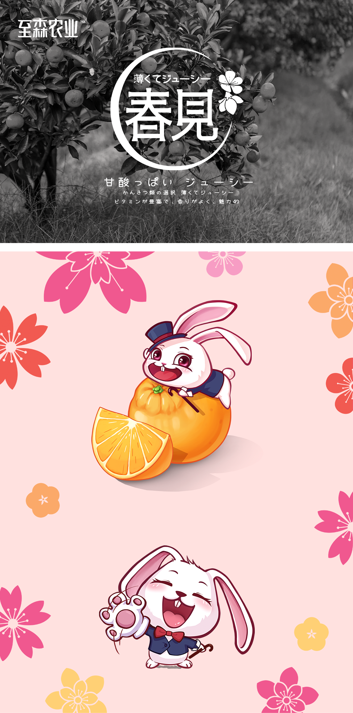 善行研创一至森农业春见柑橘IP插画包装设计（二）