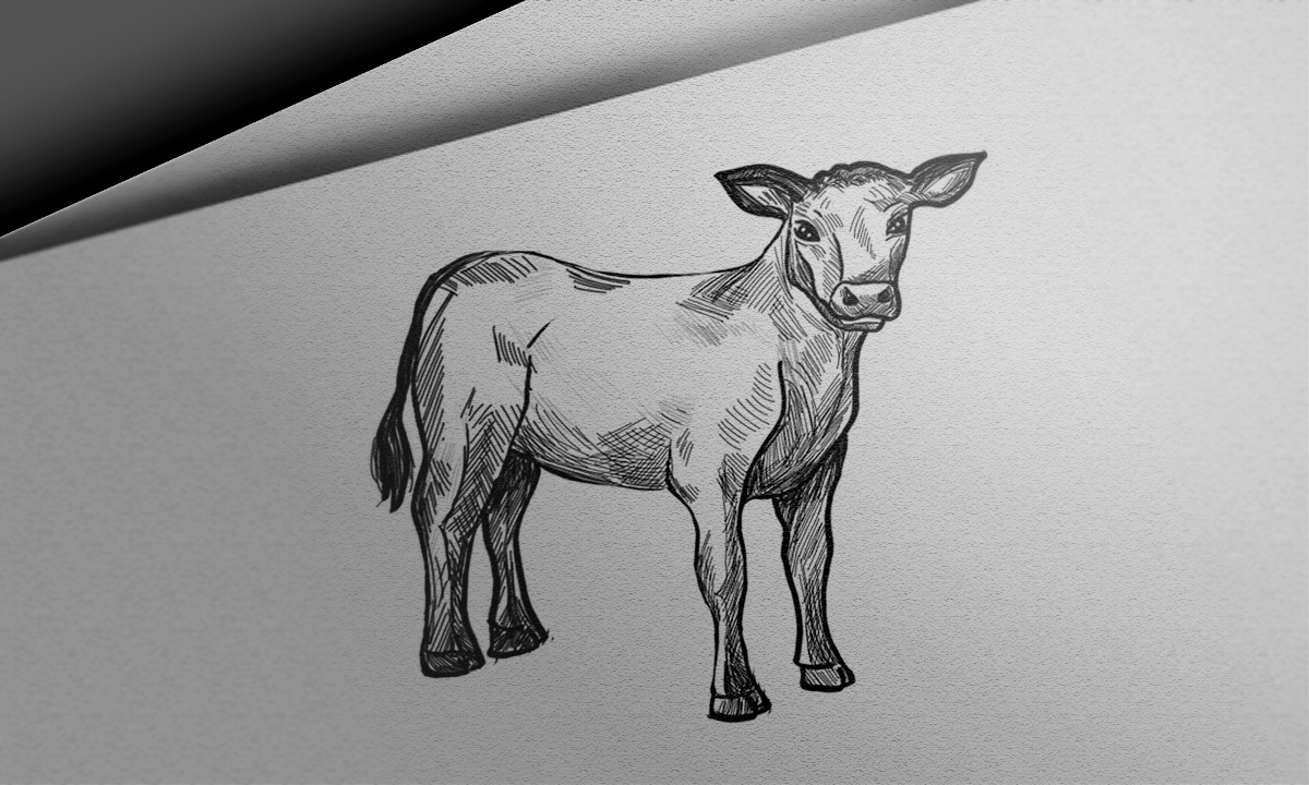 动物-牛