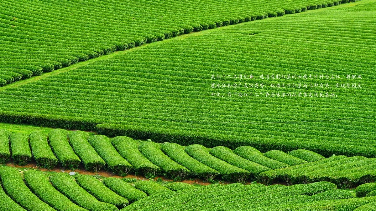 英红十二 x 🦐-茶叶品牌设计