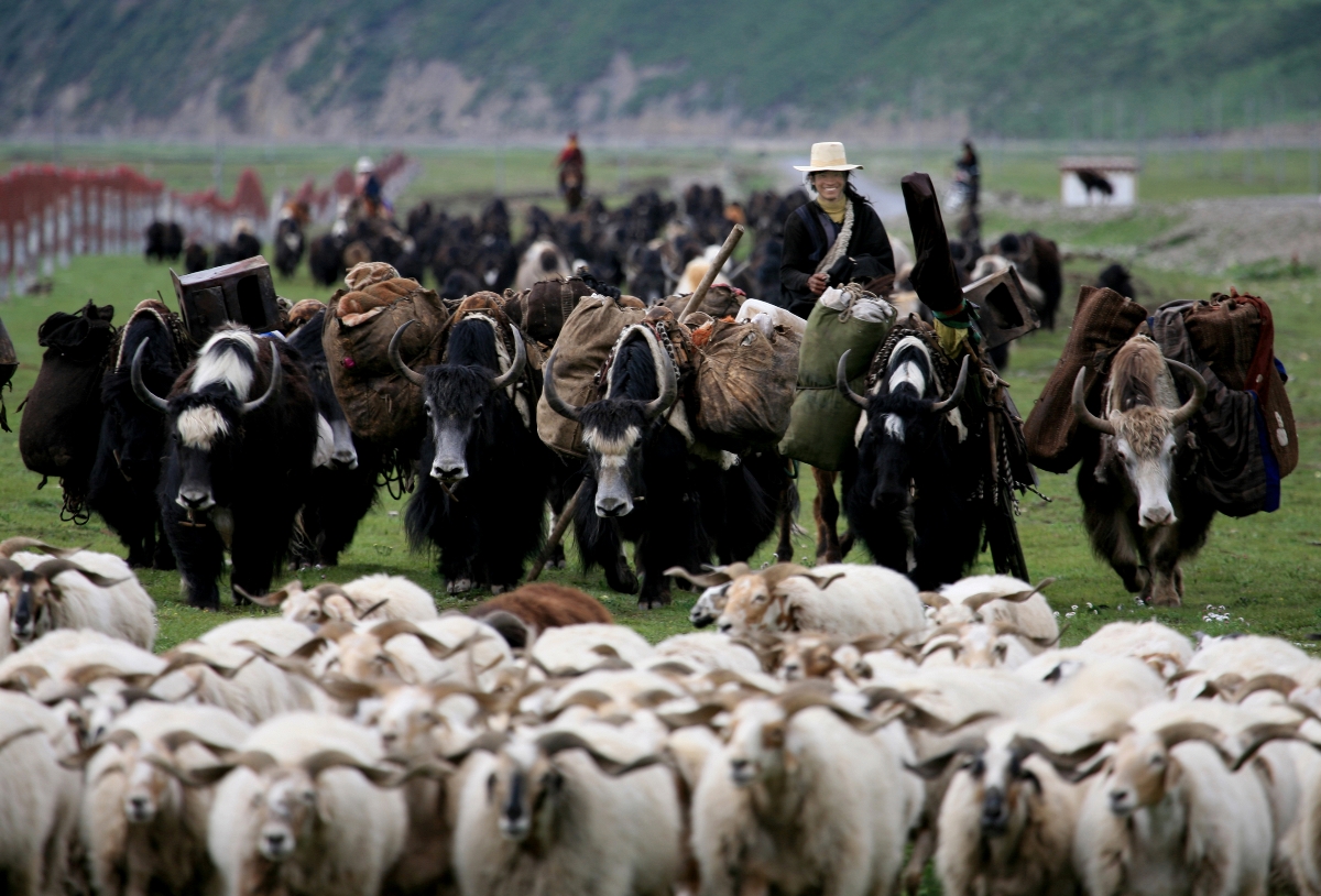 【风声视觉案例】"2020VIDESIGNOFYOUMUYANGZABRAND"游牧羊杂品牌VI设计