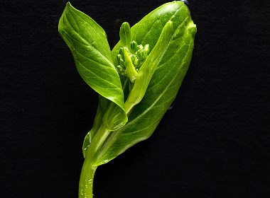 绿色美食蔬菜观念摄影