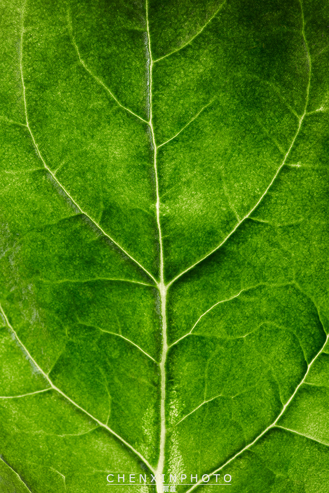 绿色美食蔬菜观念摄影