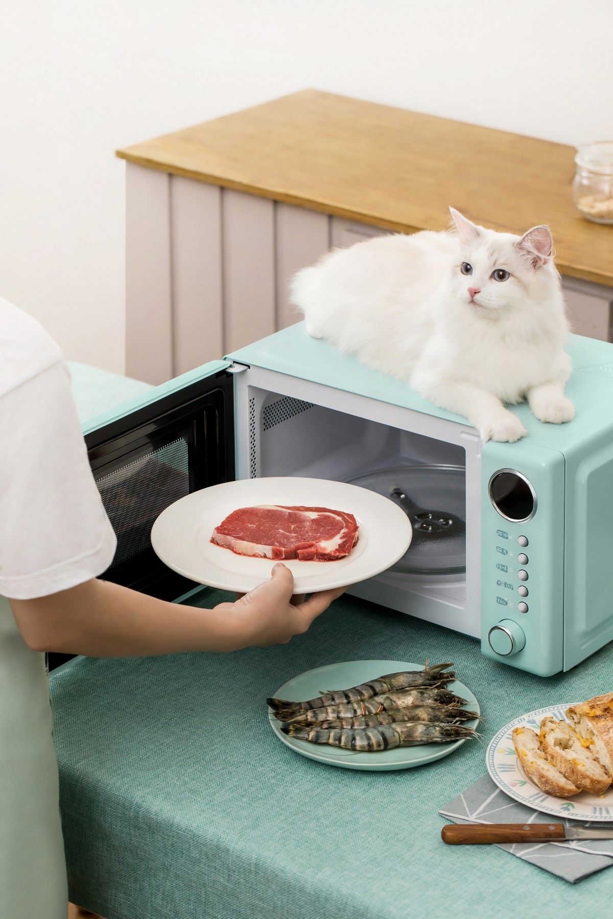 喵喵美的烤箱||撸猫 vico薇
