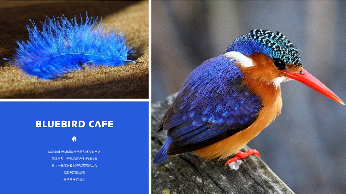 Bluebird Cafe 蓝鸟咖啡·品牌设计