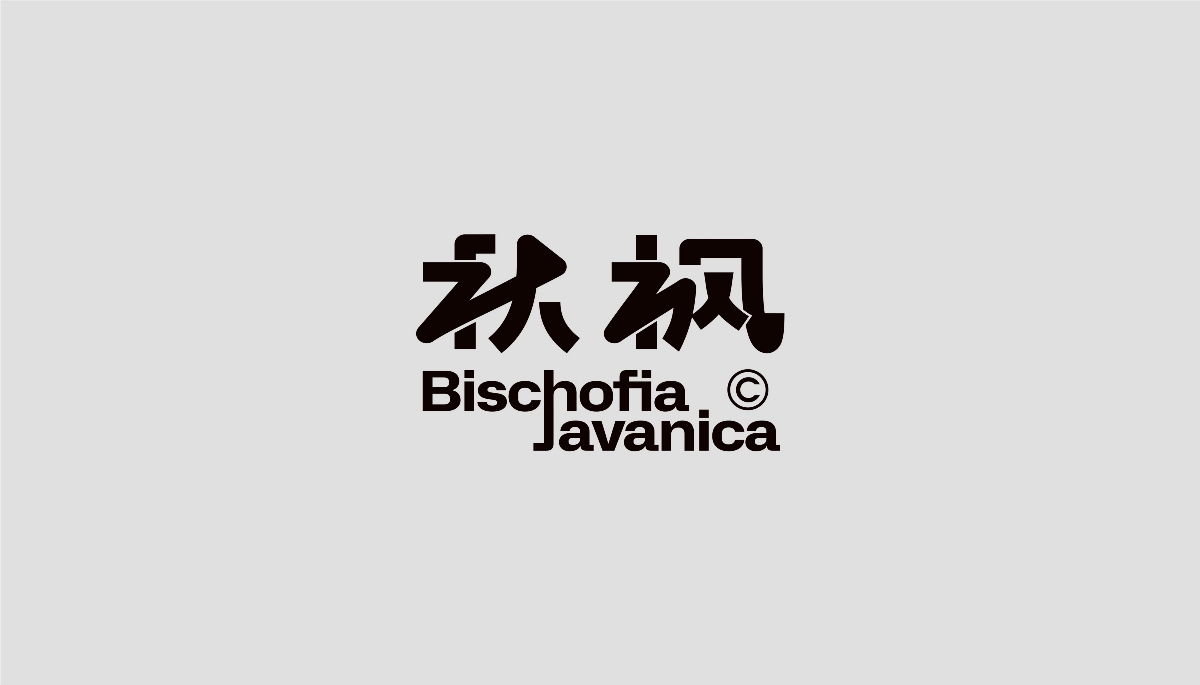 Bischofia javanica - 秋枫