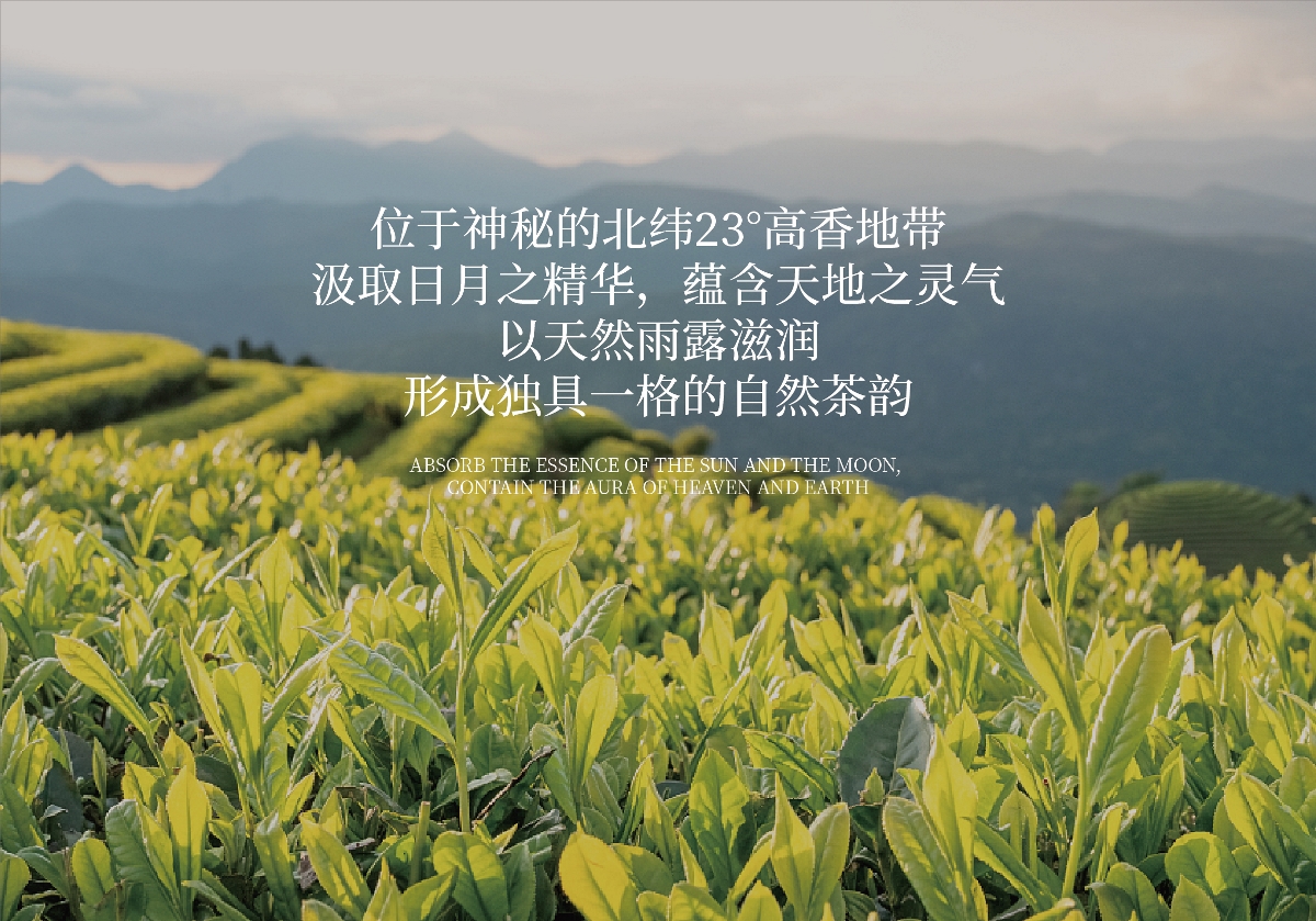 怡品茗英紅九號茶葉包裝設(shè)計