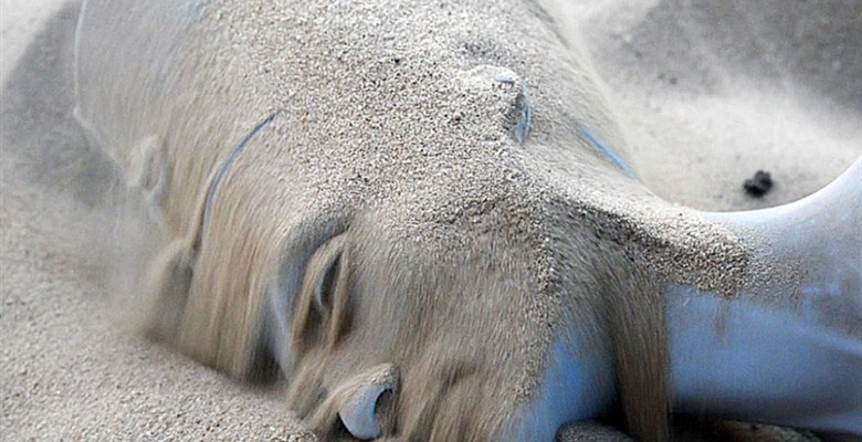 一次特別的“盜竊”：兩名藝術(shù)家用3D 技術(shù)復(fù)制了娜芙蒂蒂胸像